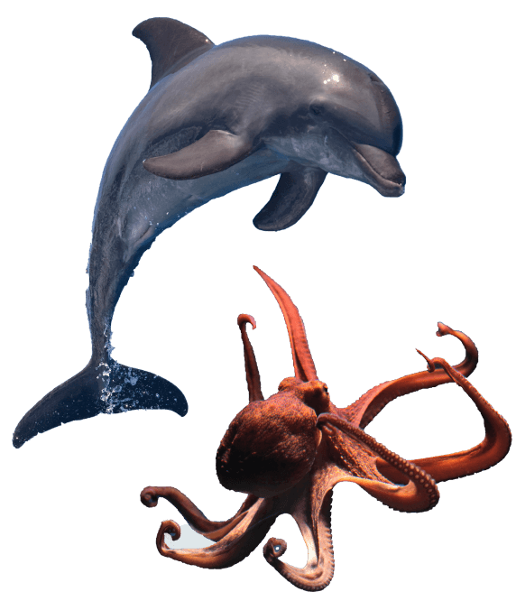 A dolphin and octopus